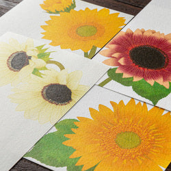 Midori bloc para mensajes — Girasoles — foto 4